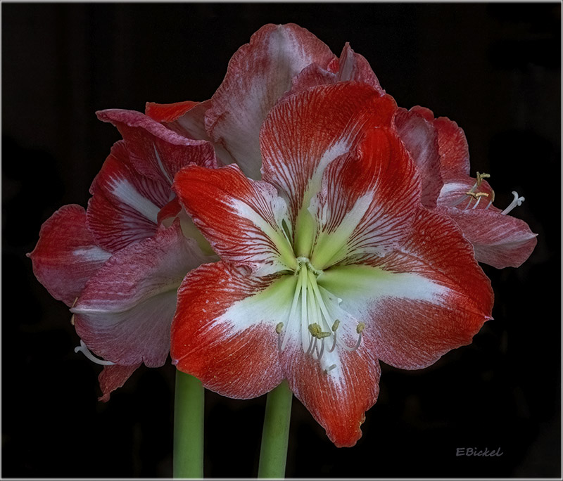 Stargazer Amaryllis 4-15-23