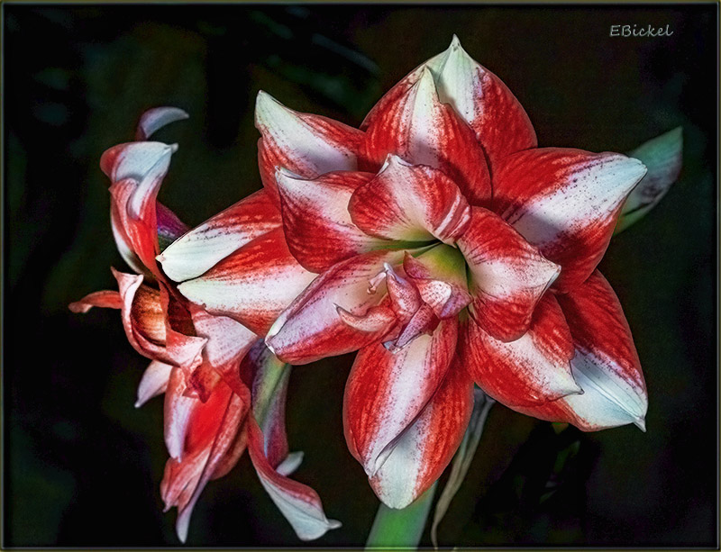 Exotic Peacock 5-07-23