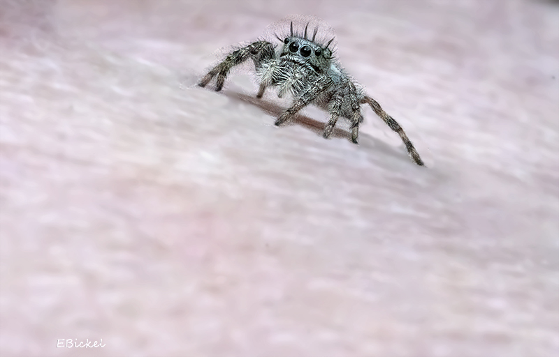 Walking Up My Leg 6-14-23