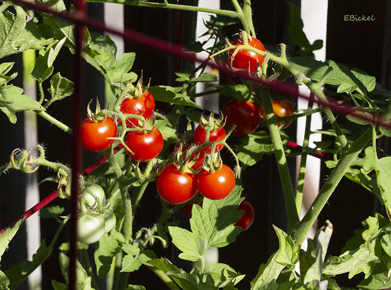 Our First Tomatoes 7-22-23