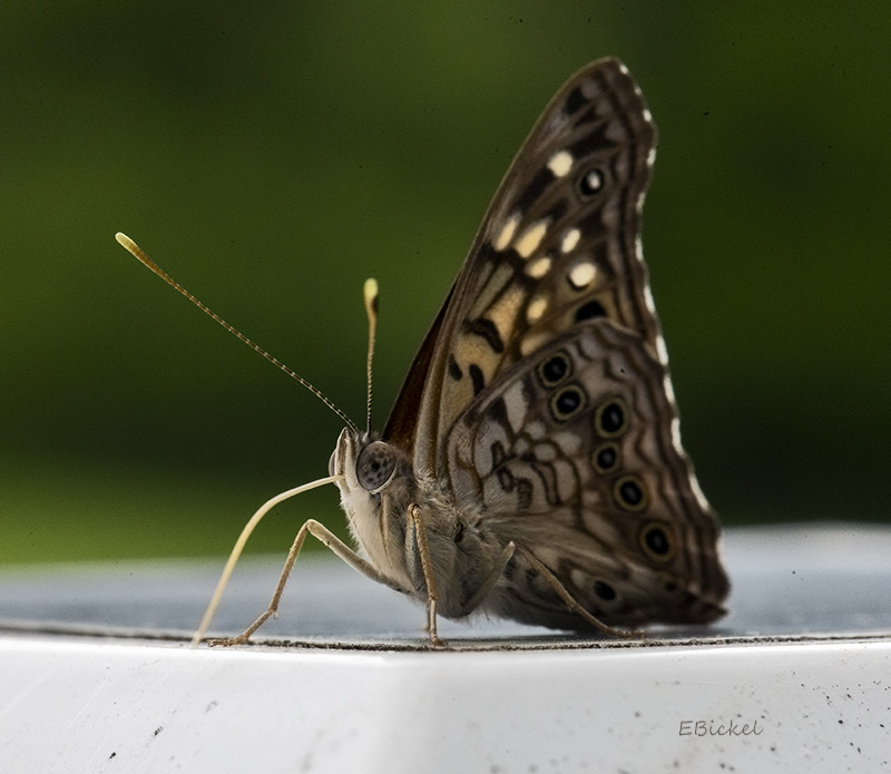 Hackberry  Emperor 7-25-23