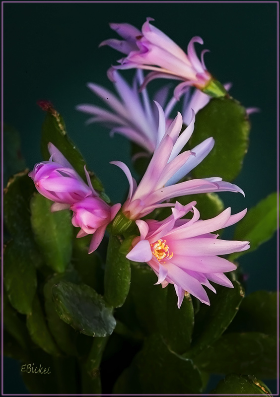Easter Cactus  4-03-24