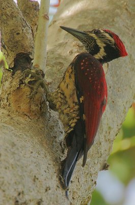 Red-backed Flameback (Dinopium psarodes)