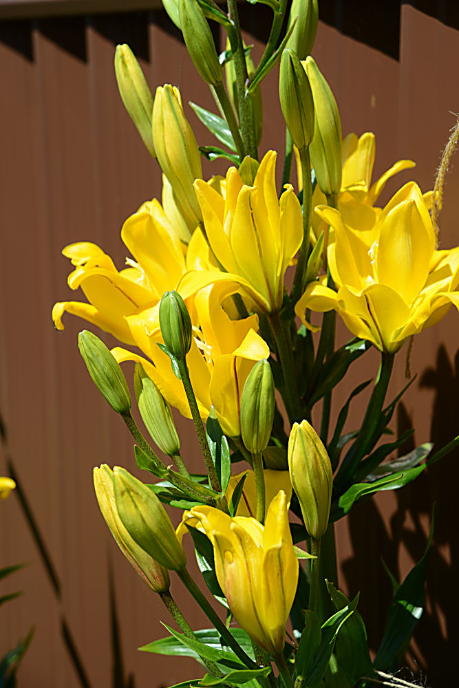 Big yellow Lillies.