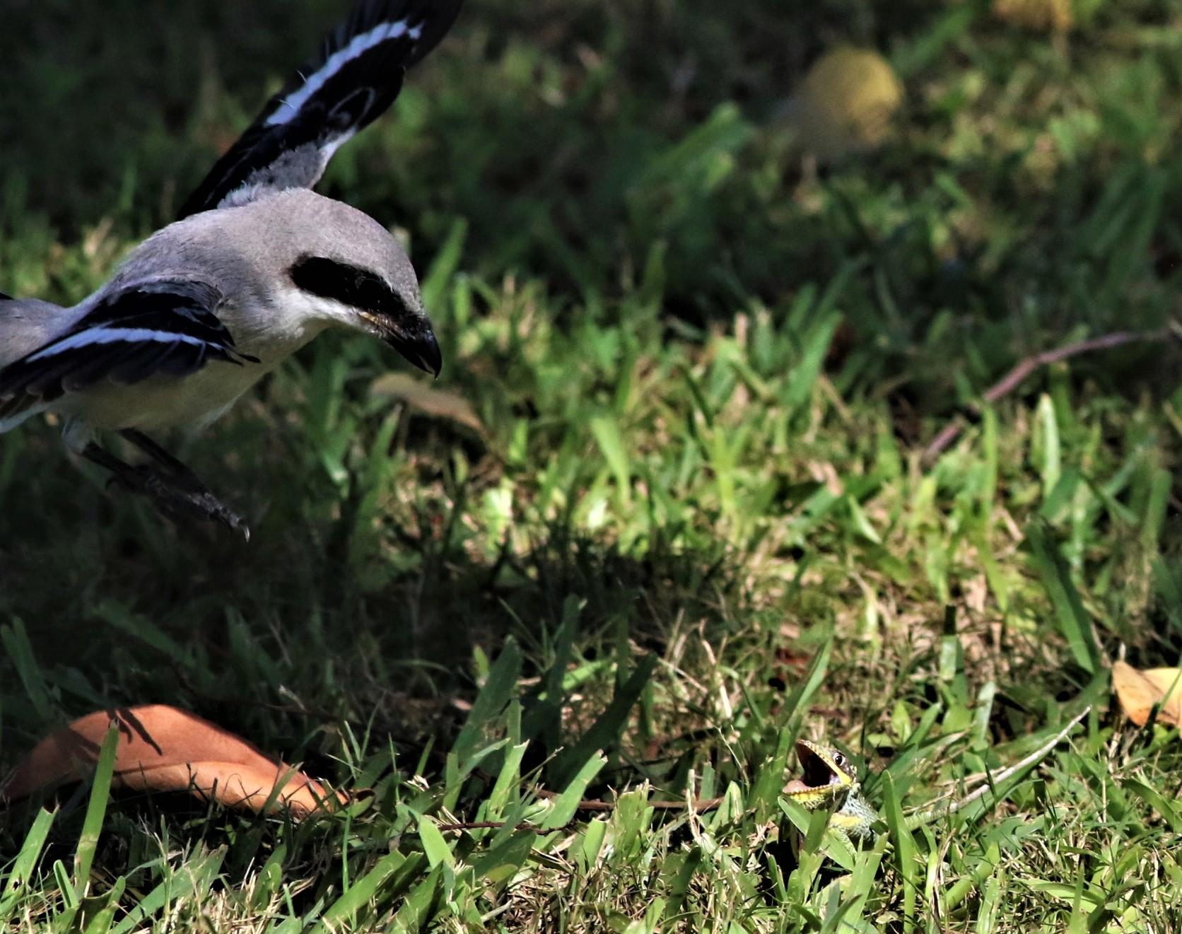 Loggerhead Shrike Fledgling Flying In To Check Out A Lizard!