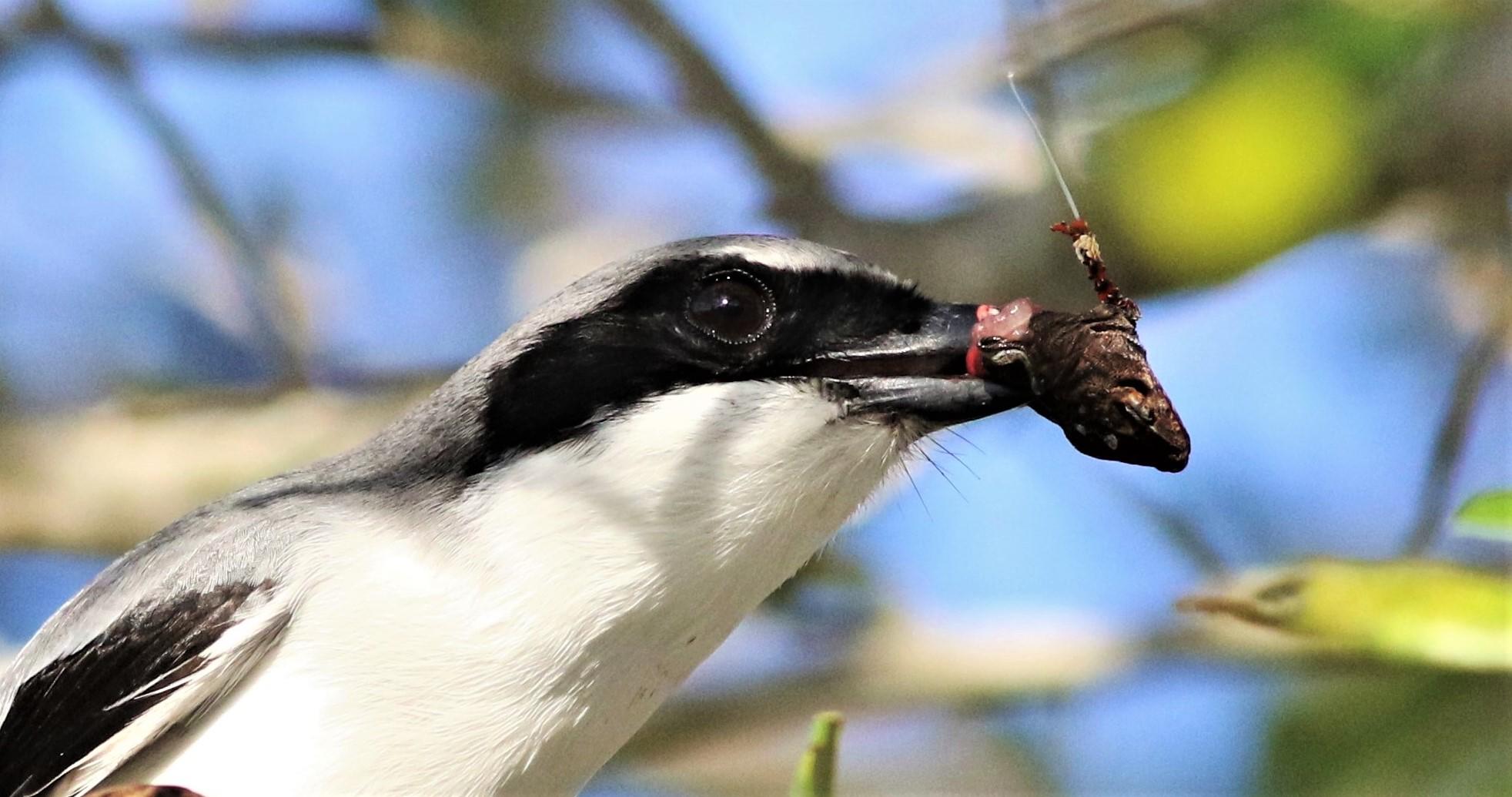 Loggerhead Shrike with the head of a Brown Anole!