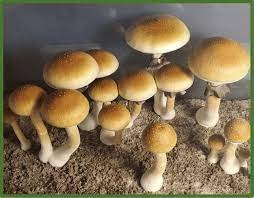 image.jpg