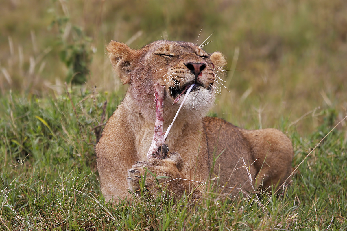 Lioness