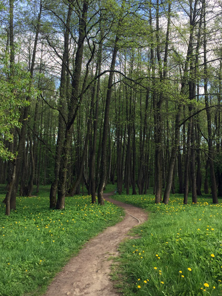 Dirt path through the trees, Drazdy Park, Minsk