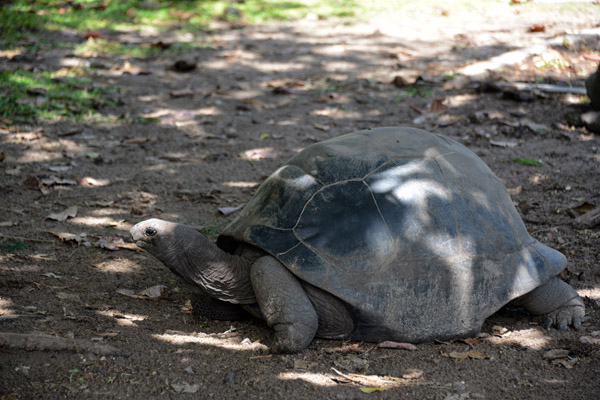 Seychelles Jul17 075.jpg