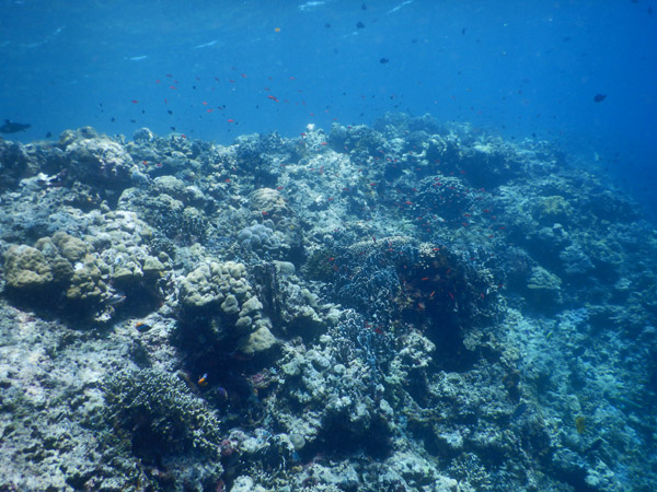 DivePNG Jun19 1300.jpg