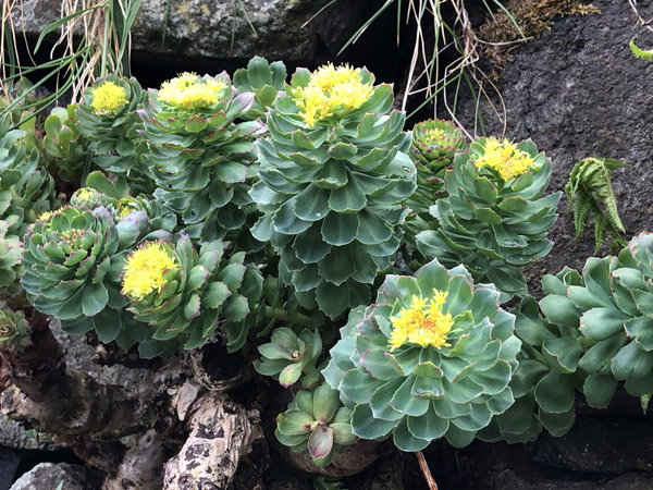 Plant with yellow flowers, Faroe Islands