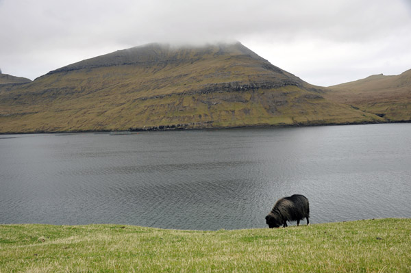 Sheep grazing above the Sørvágsfjør∂ur, Faroe Islands