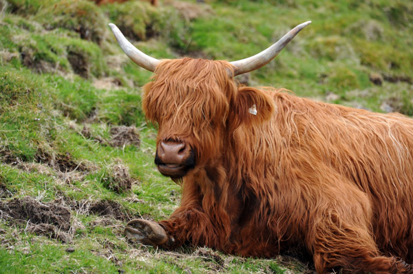 Shaggy Scottish Highland cattle are well suited to the Faroe Islands