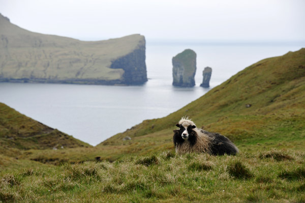 Sheep resting with a scenic view, Vágar, Faroe Islands