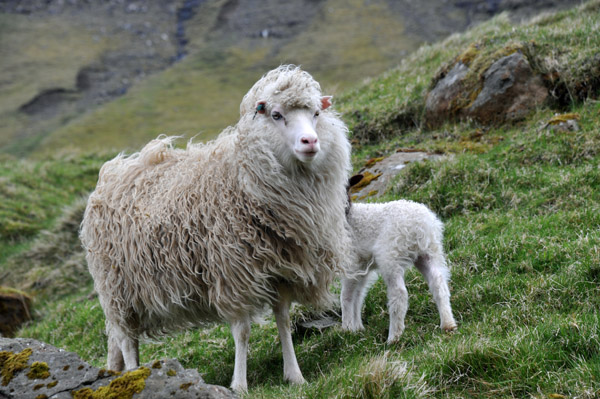 There are roughly 70,000 sheep and 50,000 people on the Faroe Islands
