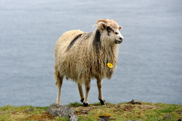 The name Faeroe is thought to mean sheep islands