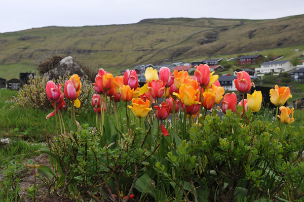 Tulips blooming in May, Sandavgur, Faroe Islands