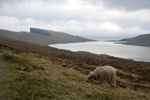 Sheep grazing on the slopes above Sørvágsvatn (Leitisvatn)