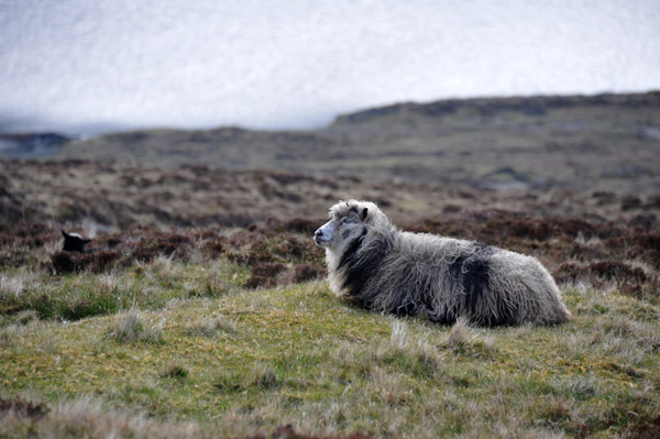 Icelandic Sheep, Leitisvatn, Vágar, Faroe Islands