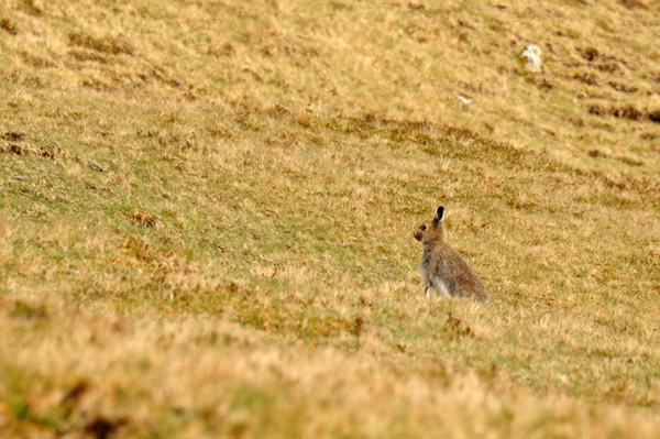 Mountain hares (Lepus timidus) were introduced from Norway to the Faroe Islands in 1854