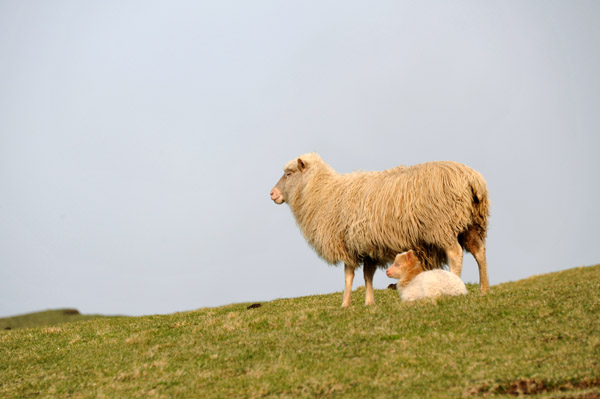 Sheep and a lamp, Trælanípan, Vágar, Faroe Islands