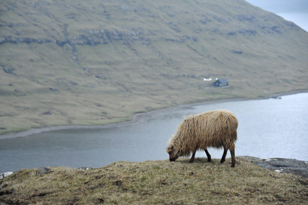 Faroe Islands sheep with Søgvágsvatn/Leitisvatn, Vágar