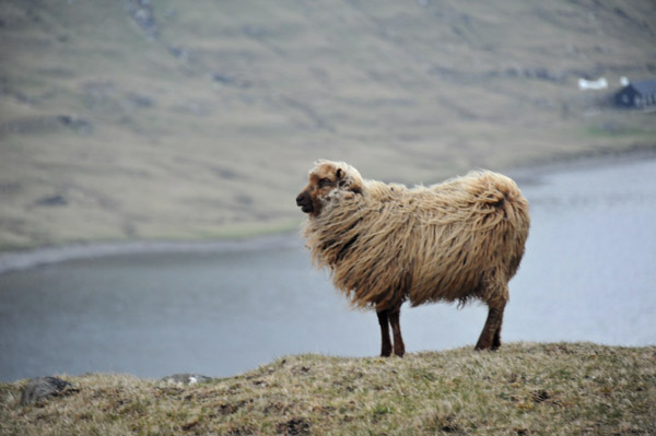 Faroe Islands sheep with Søgvágsvatn/Leitisvatn, Vágar