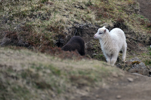 Lamb along the path, Cliffs of Trælanípan, Vágar, Faroe Islands