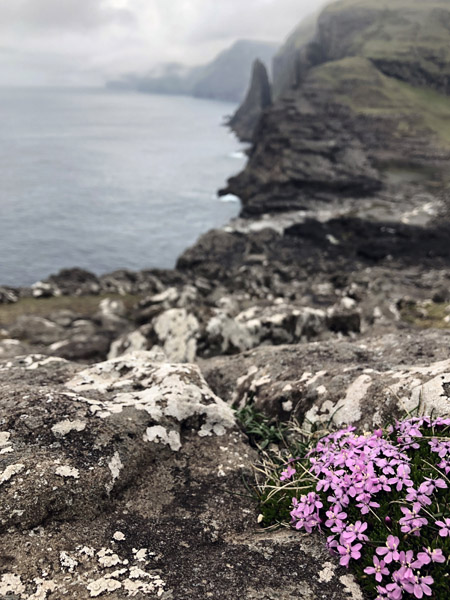 Wildflowers,Trælanípan, Vágar