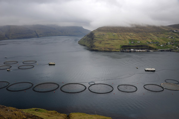 Fish farms in Vestmanna's bay off the channel between the islands of Streymoy and Vgar