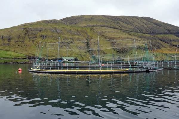 Atlantic Salmon Fish Farm (Aquaculture), Bay of Vestmanna, Streymoy, Faroe Islands