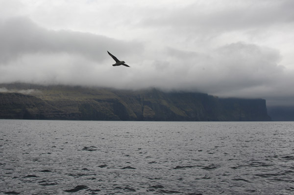 Sea bird flying past the tour boat, Streymoy, Faroe Islands