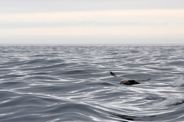 Seabird skimming over the waves, Faroe Islands