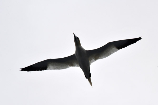 Sea bird following the Sjferir tour boat, Faroe Islands