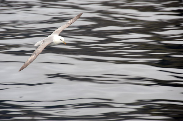 Sea bird following the Sjferir tour boat, Faroe Islands