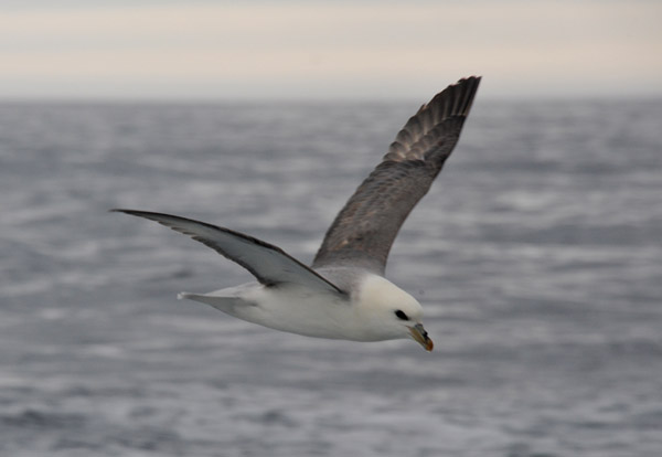 Sea bird following the Sjferir tour boat, Faroe Islands