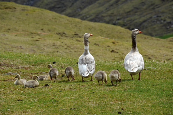 Grágás - Greyling Goose (Anser anser), Dúvugarða, Saksun
