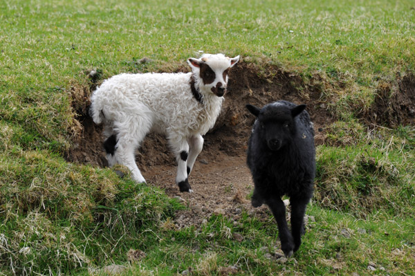 Two of the 300 sheep living at Dúvugarðar, Saksun