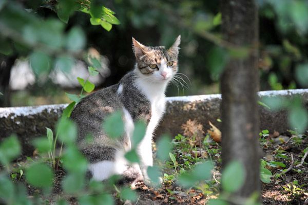 Cat in the riverside De Wollant Park, Tiraspol