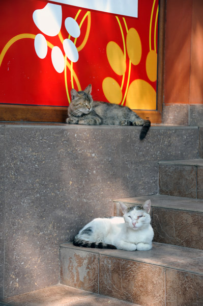 Cats of Tiraspol