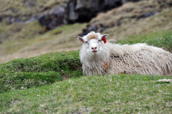 Faroe Sheep, Eysturoy, Faroe Islands