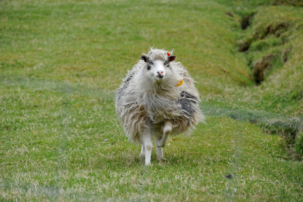 A Faroe sheep coming over to me outside Gjgv