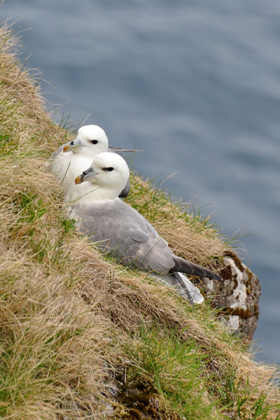 Seabirds nesting on the cliffs of Gjgv, Eysturoy