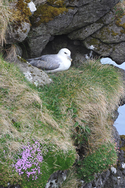 Seabird nest on the cliffs of Gjgv, Eysturoy