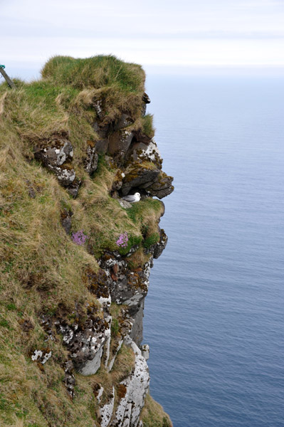 Seabird nest on the cliffs of Gjgv, Eysturoy