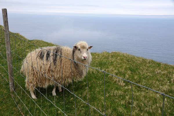 Sheep on the wrong side of the fence on top of the cliffs of Gjgv