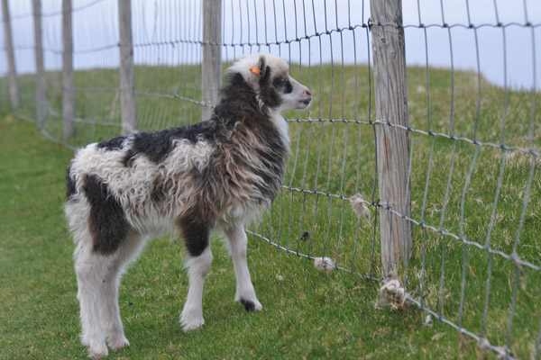 Lamb at the fence on top of the Cliffs of Gjgv