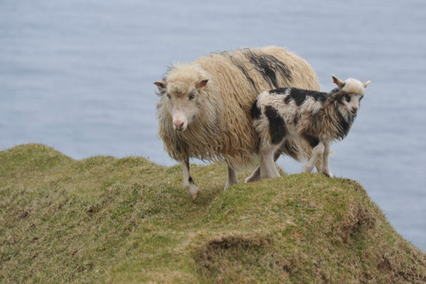 Sheep on the Cliffs of Gjgv, Eysturoy, Faroe Islands