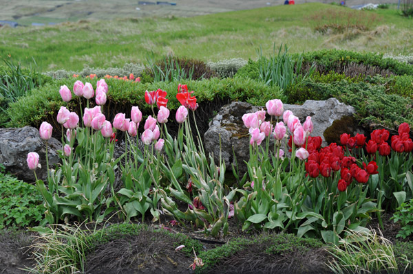 Springtime tulips, Leirvík, Eysturoy, Faroe Islands